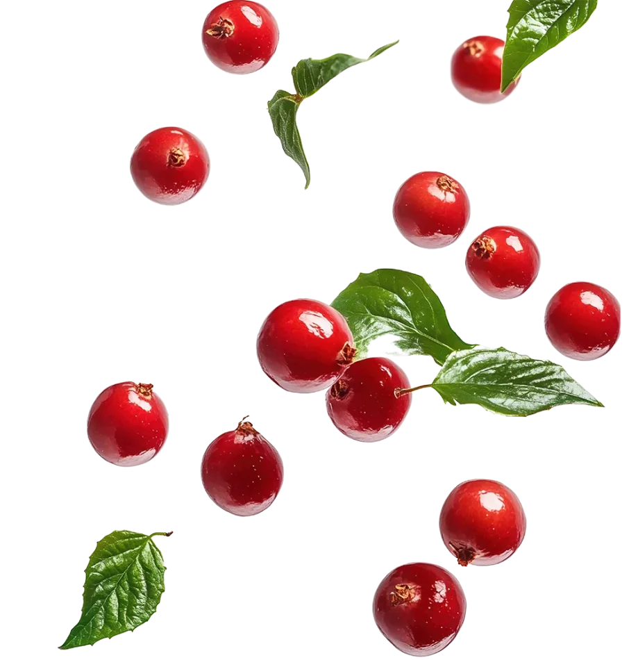 guarana extrait